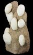 Fossil Sea Urchins (Eupatagus) Composite Sculpture - Florida #50984-1